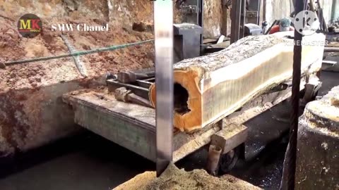 Old wood cutting, snake nest in the wood