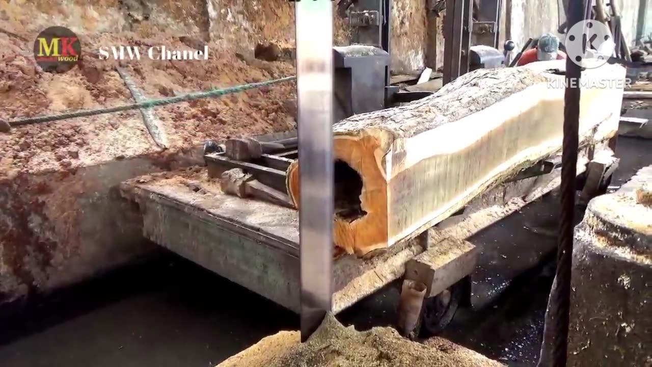 Old wood cutting, snake nest in the wood
