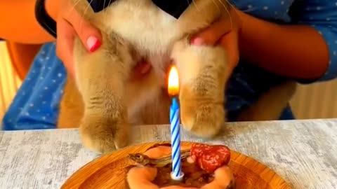 Funny Animal Videos | Cute Animal Videos| Funny Dog & car Video