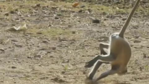 Funny Monkey Business