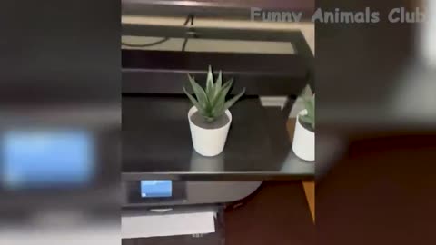 Funny animal videos