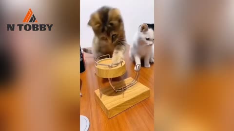 Funny and cute cats #Viral #Tap #Explore