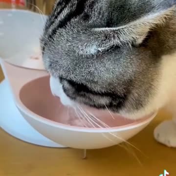 water dispenser for kittens!