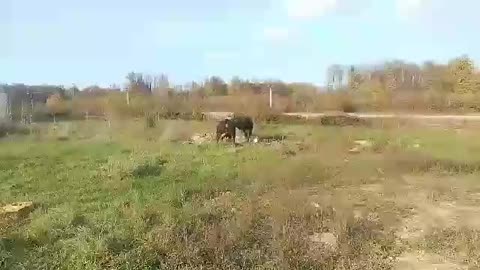 Zećo od Akšamovića vs Peran od Alimanovića