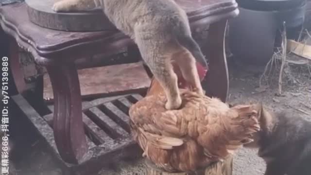 Dogs are so human. Watch as Sweet Dog helps chicken to eat.