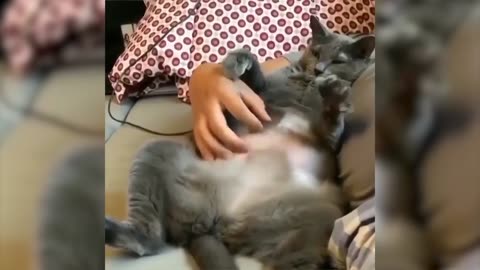 🤣Funny_Animals_Videos_2020🤣Best_Of_The_2020_Funny_Animal_Videos_#2_😁(1080p)