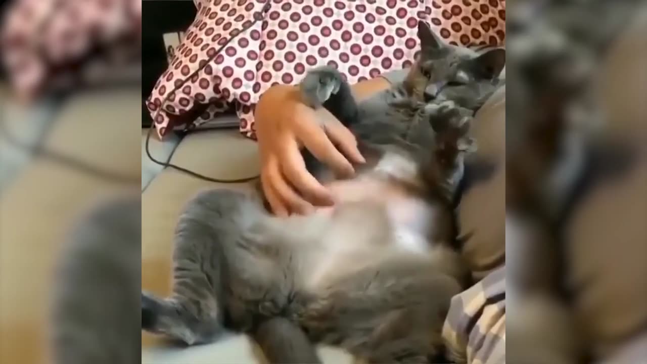 🤣Funny_Animals_Videos_2020🤣Best_Of_The_2020_Funny_Animal_Videos_#2_😁(1080p)
