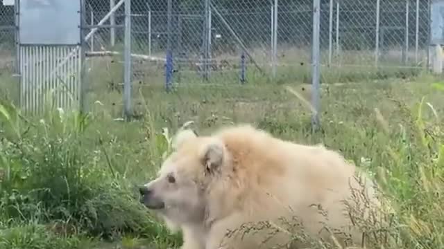 Bear is an old man))))))