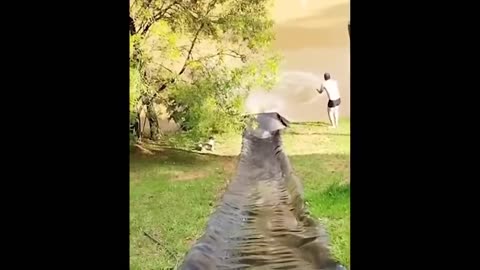 Animals Funny Video