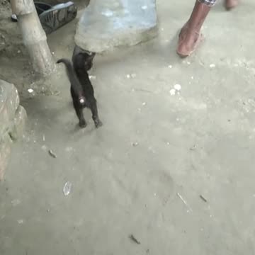 Little Cat Funny videos|Lovely Little cat videos Human baby