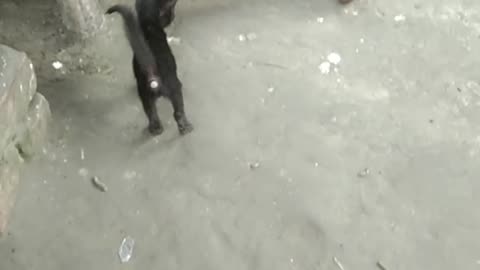 Little Cat Funny videos|Lovely Little cat videos Human baby