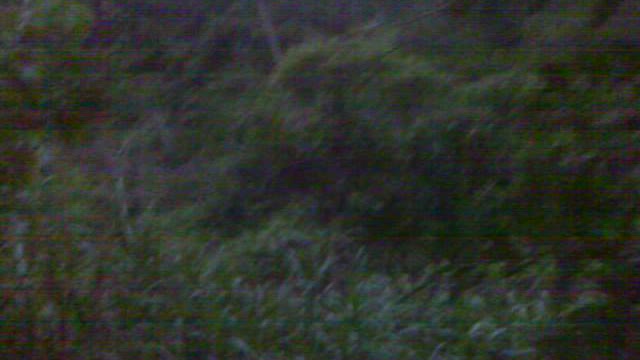 10 mins up San Antonio trail, jungle plants & higher view
