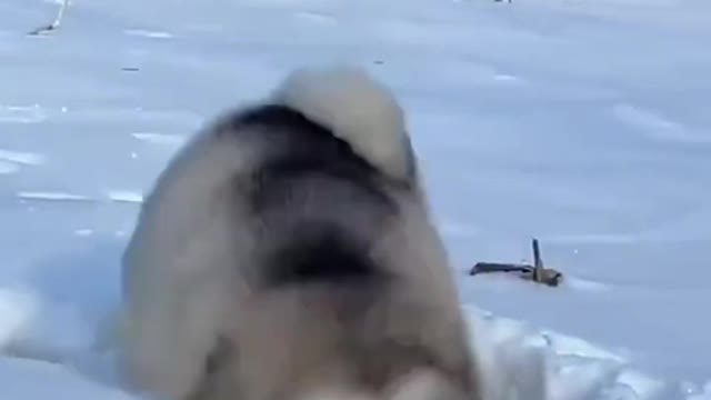 dog running in the snow