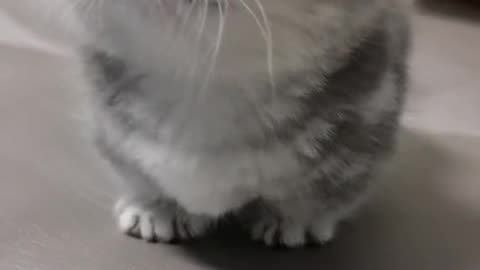 Mano