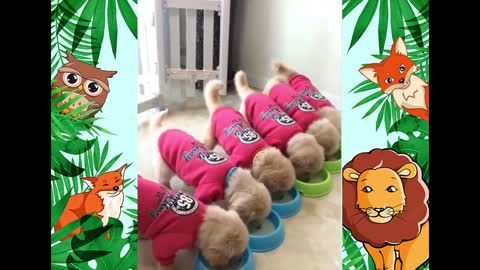 Cute pet videos | funny dog compilation