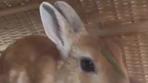 Funny animal videos|Cute animal videos |Funny dog&cat videos|Hilarious pet videos|Funny video