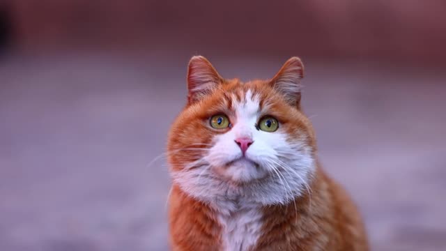 A fat orange cat