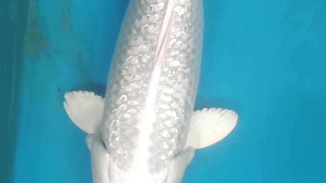 Platinum Gindrin putih salju