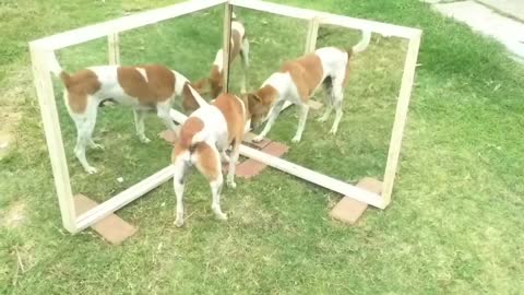 Mirror Prank For Dog 🐕 Hilarious Funny Reaction | All in 1 DK | Mirror Prank Dog Part