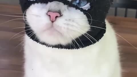 Cute Cat Prank Video 🤣🤣🤣🤣