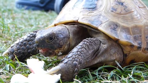 Turtle is considered auspicious in India