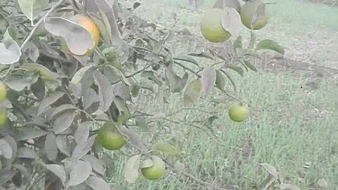 Spring oranges