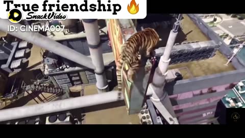 Tiger king 😻