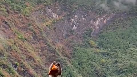 The Wonder of Monkeys