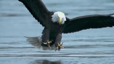 Birds catch a fish