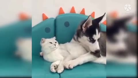 cat funny video _Amazing baby cat video