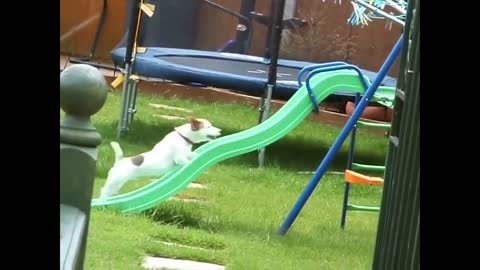 Video Cani divertenti