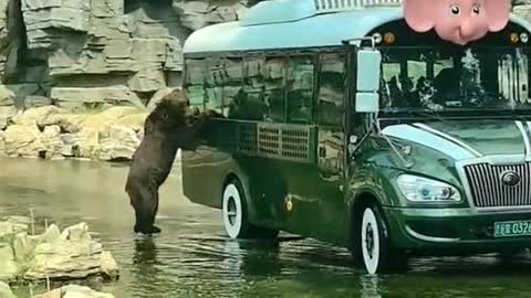 Brown bear