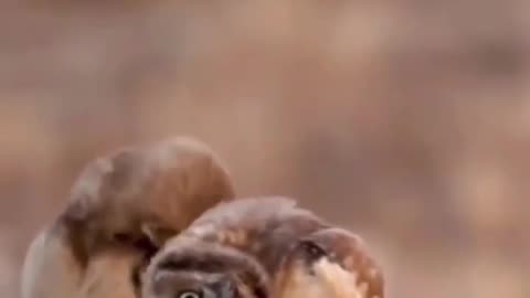 funny animal video