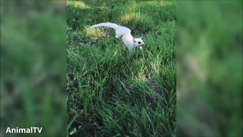 SUGAR GLIDERS Flying - Funny & Cute Compilation