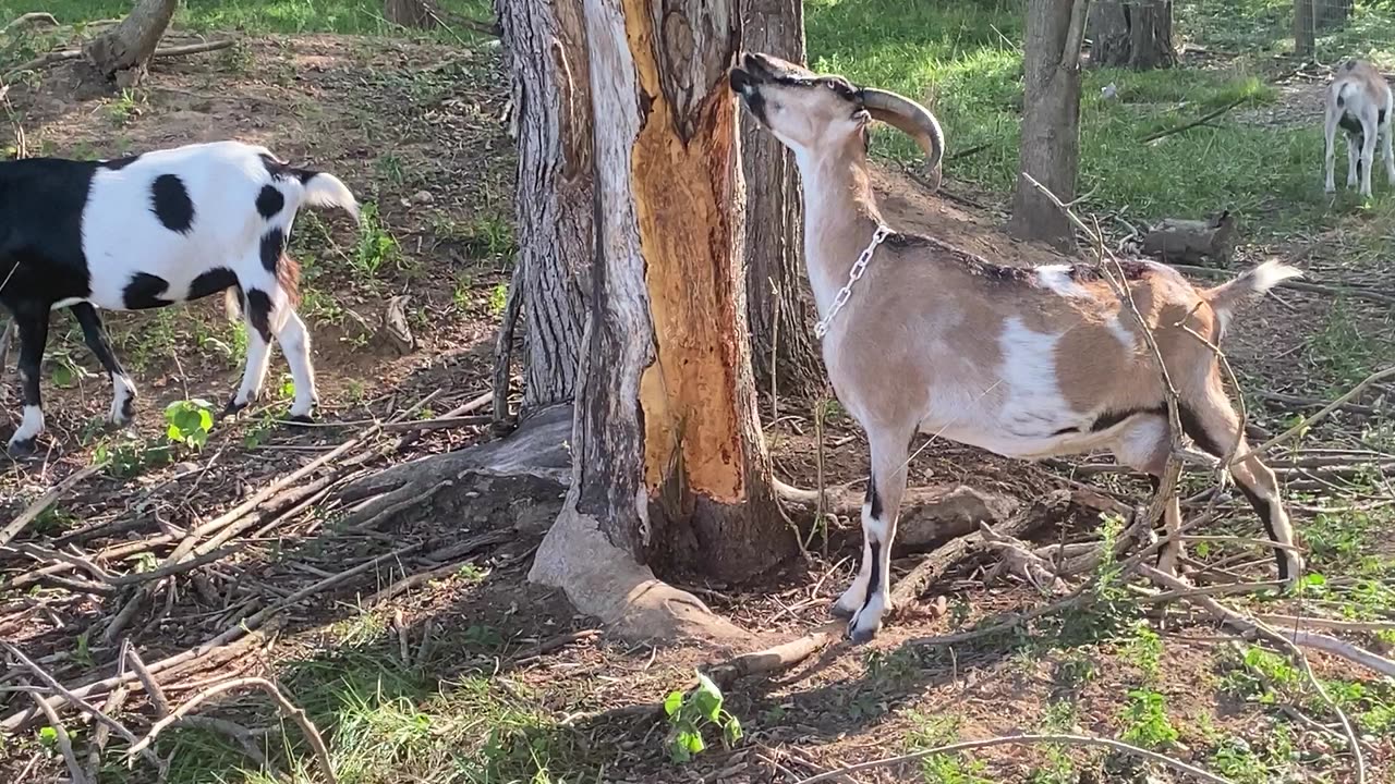 Goat Destiny Eating Bark A 08.2022