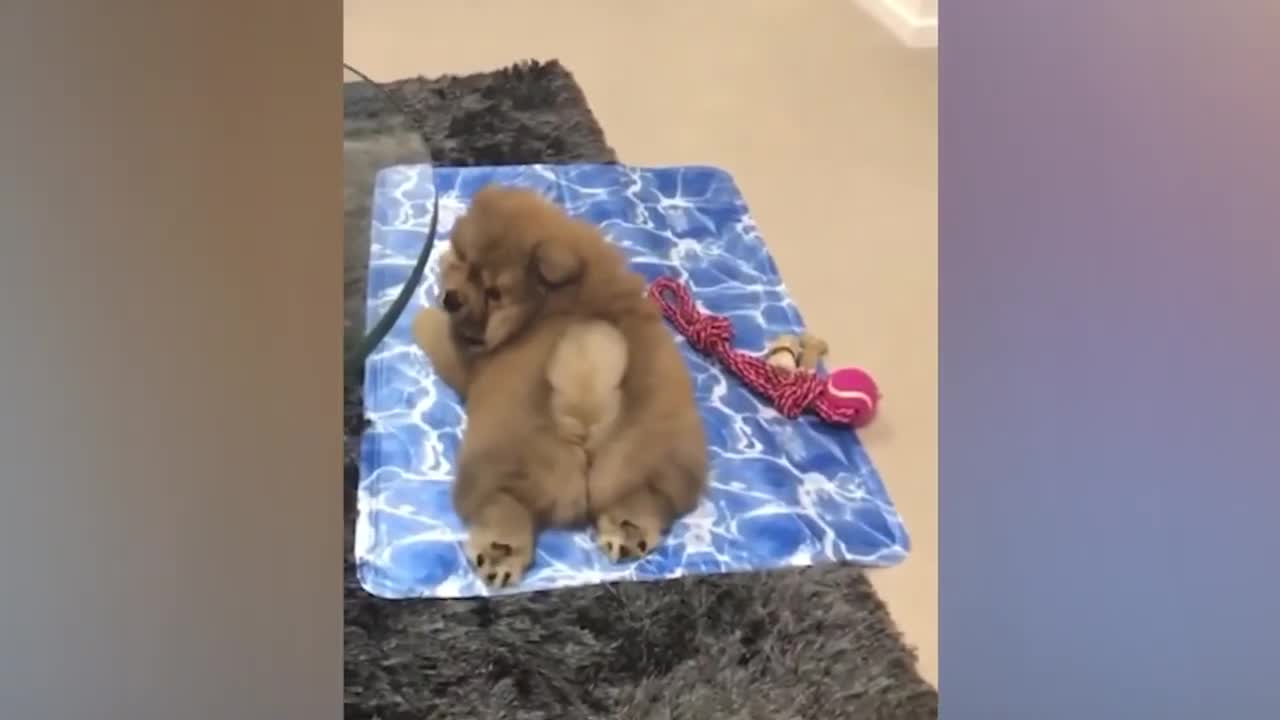 Funniest Animals Videos 2022 - Funny Cats and Dogs Videos 😹🐶 Part 22