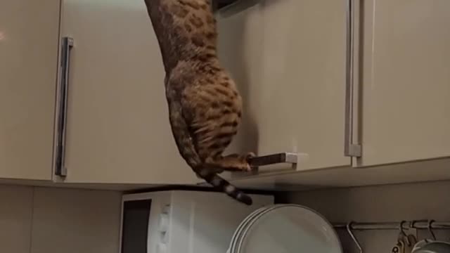 Cat Tries to Open Top Cupboard But Fails