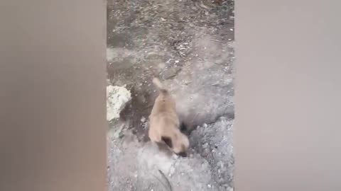 Animaux les plus drôles 2023 😂 Vidéos drôles de chats et de chiens 😺🐶 Partie 1