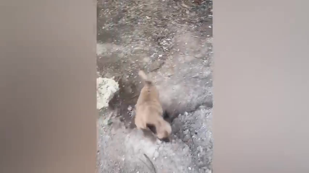 Animaux les plus drôles 2023 😂 Vidéos drôles de chats et de chiens 😺🐶 Partie 1