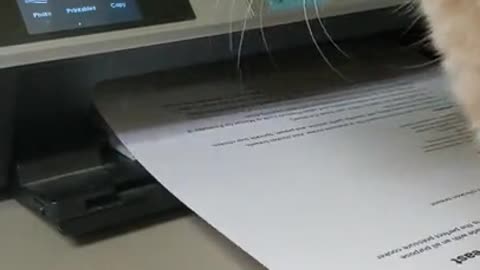 Same printer. Same derp. Every day