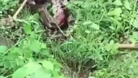 Python Attack while taking a dump 💩in Rural India 🐍😱