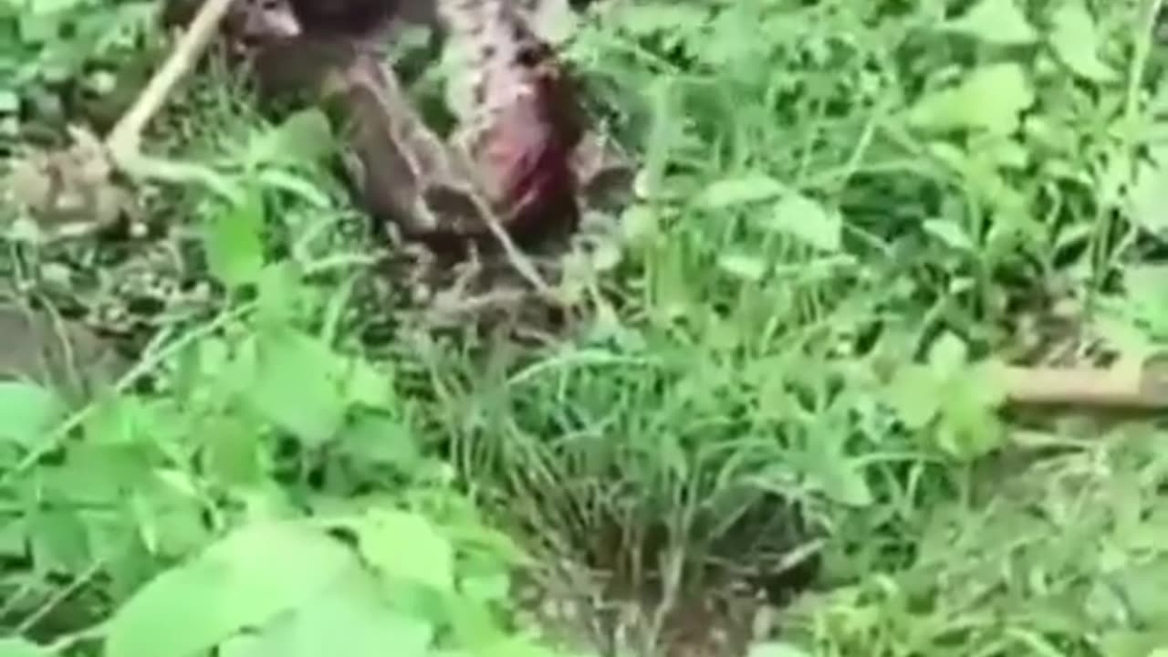 Python Attack while taking a dump π©in Rural India ππ±