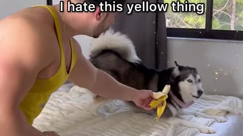 Meekathehusky hates bananas🤧