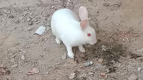 Rabbit masti