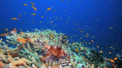 Underwater World 8K ULTRA HD – Marine Life, Sea Animals and Coral Reef