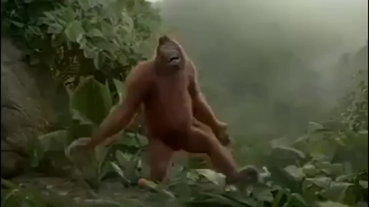 Funny monkey 🐵😅