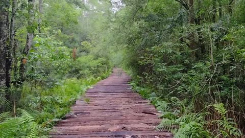 The Garden Path