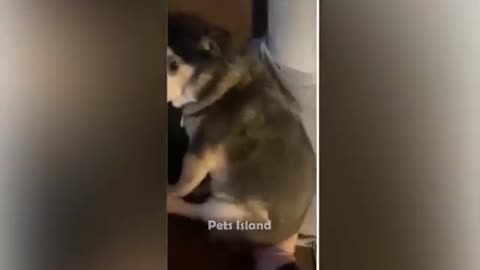 Unleashing the Laughter: the Funniest dogs
