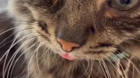 Paw-Rex - funny cat