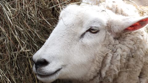 A very calm and sedate animal